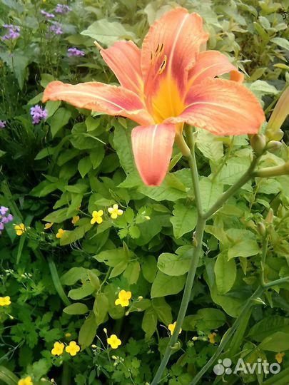 Лилей Каллы и физалис/гибискус и почвопокров,Колеу