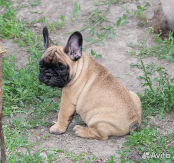 Французики документы РКФ