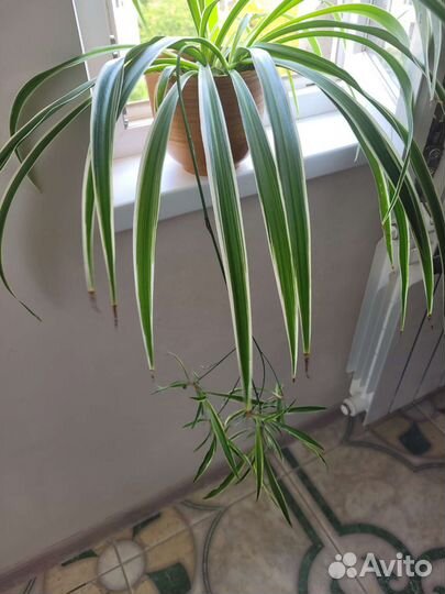 Цветы комнатные. Разные