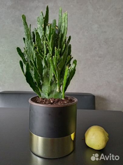 Кактус опунция