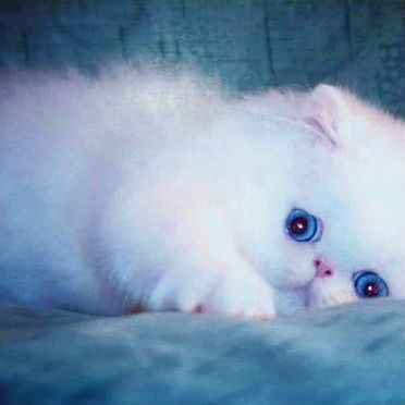 Экзотический короткошёрстный котёнок