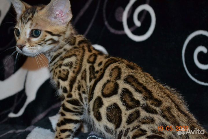 Бенгальский чудесный мальчик Ф2