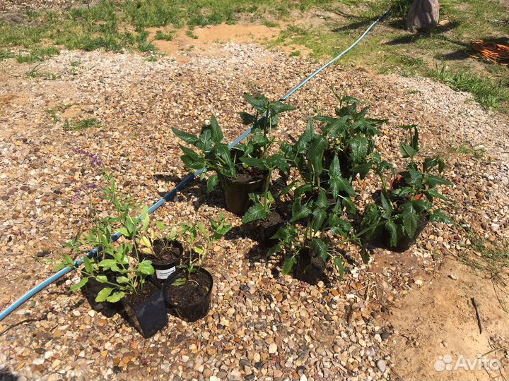 Шалфей розовая рапсодия и дубравный