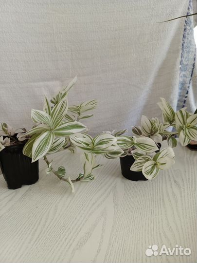 Традесканция белая