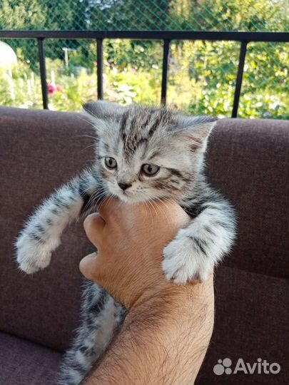 Шотландские котята мраморные