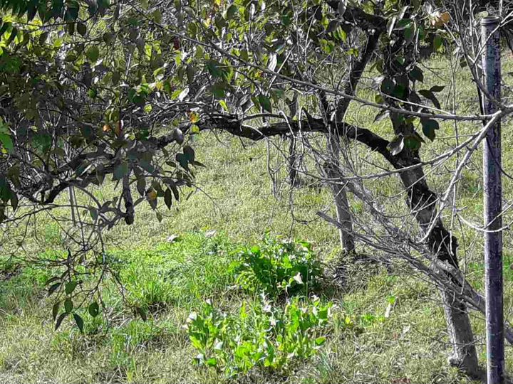 Участок 8 сот. (СНТ, ДНП)