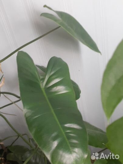 Комнатные растения ч.1 лиановидные