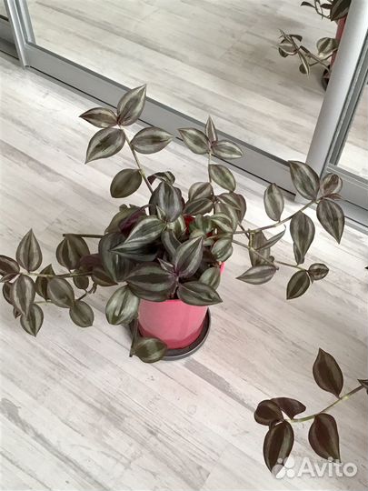 Традесканция зебрина Комнатные растения