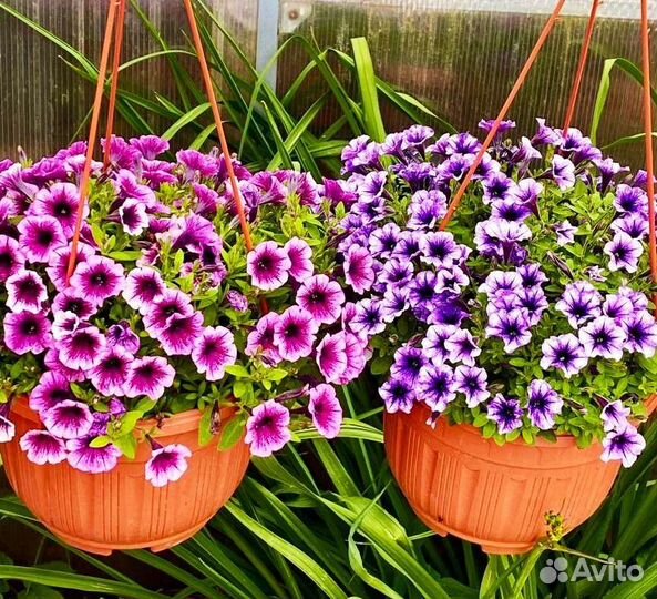 Петуния сурфиния алиссум вазоны И кашпо