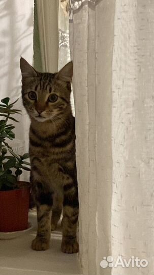 Котики в добрые руки