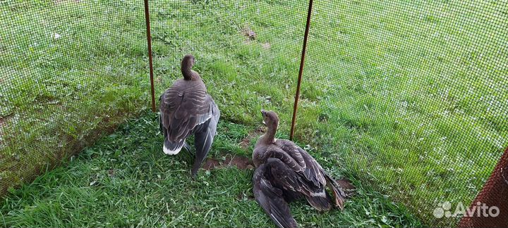 Чучела гуся sport plast