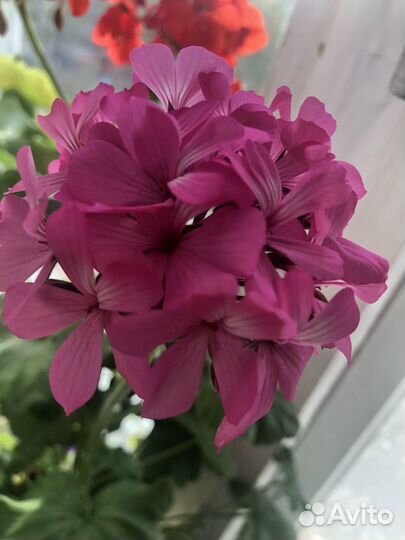 Пеларгония розебудная королевская разные на срез