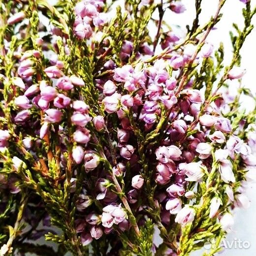 Сухоцветы для творчества