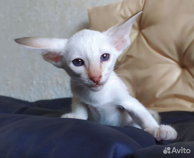 Сиамский котёнок мальчик, сиамо- ориентальная