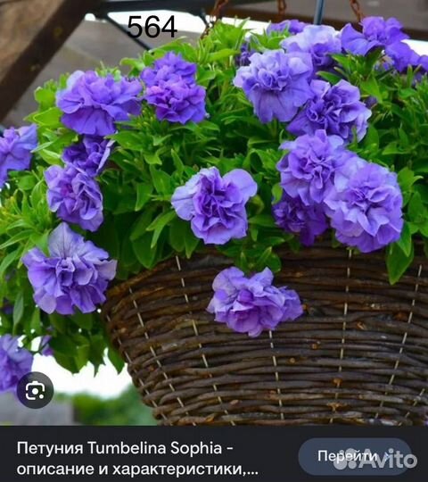 Черенки вегетативной петунии