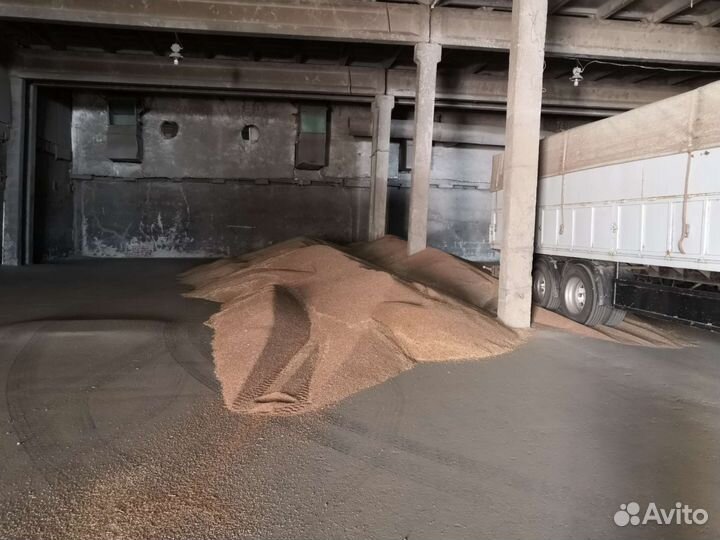 Пшеница 3 класс