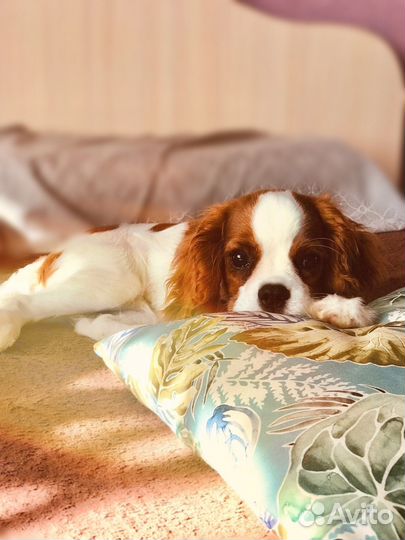 Собака для фотосессии