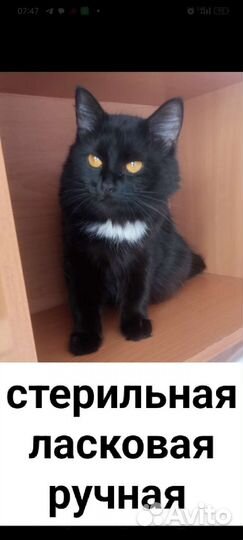 Кошечка красивая