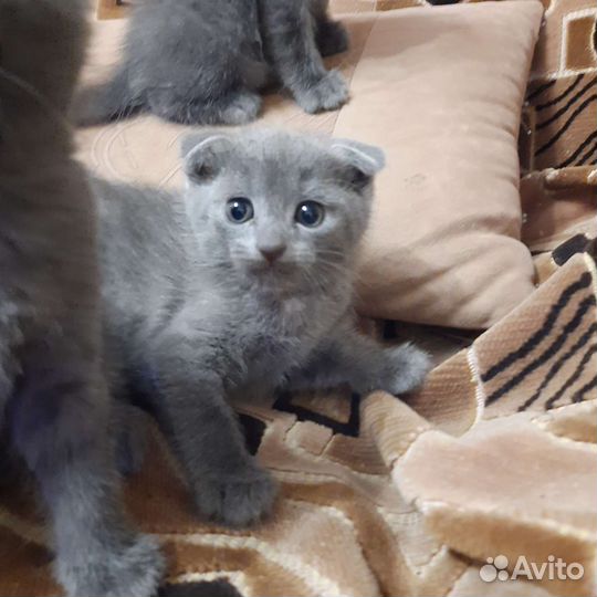 Британские вислоухие котята бесплатно