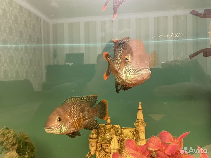 Акара бирюзовая