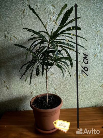 Комнатные растения цветы, разные