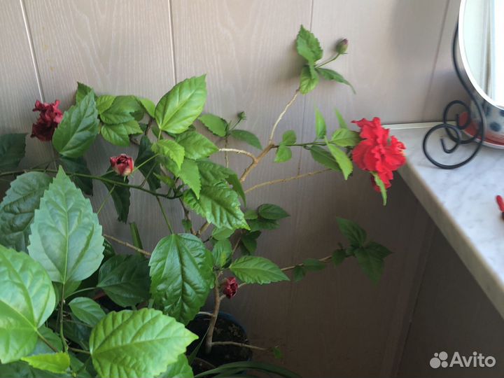 Розан и другие