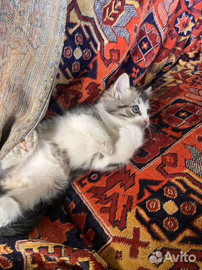 Котята в добрые руки даром