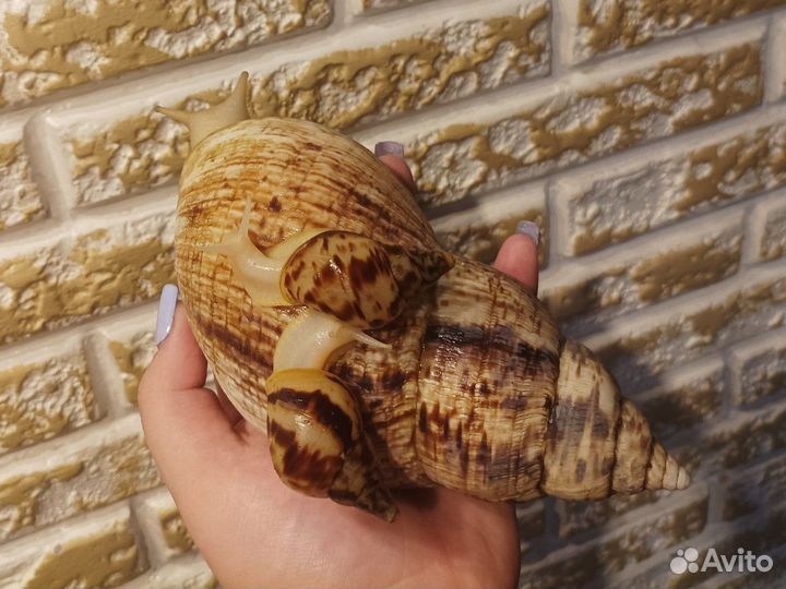 Улитка Ахатина ретикулята