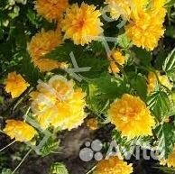 Саженцы годжи и керрии