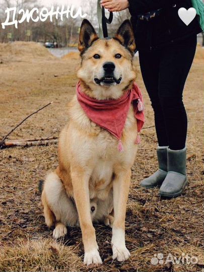 Джонни из приюта ищет дом