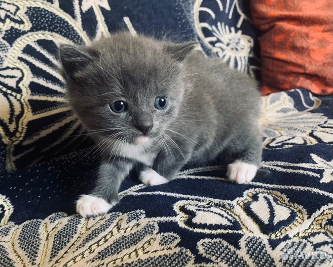 Милые котята