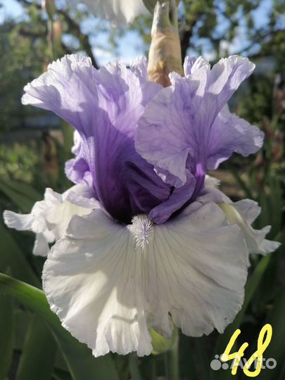 Многолетний Ирис