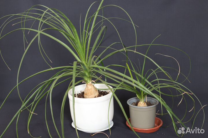 Цветок Нолина