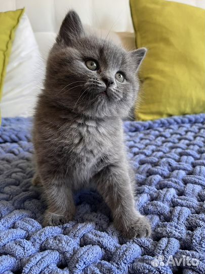 Британские котята