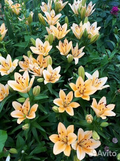 Лилии сортовые луковицы