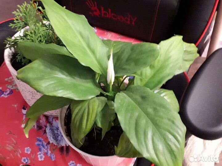 Комнатные растения