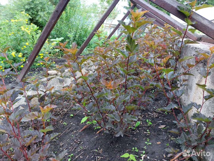 Саженцы пузыреплодника