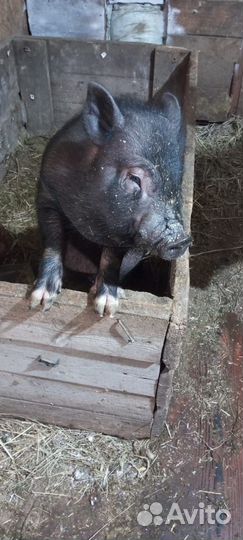 Вьетнамский вислобрюхий хряк и свинка