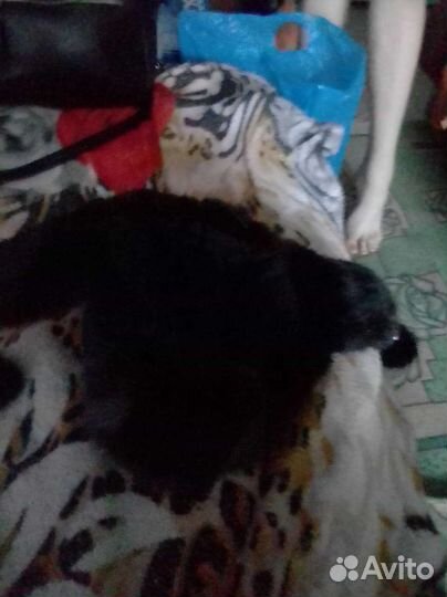 Шапка норковая женская новая 50