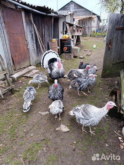 Индюки домашние