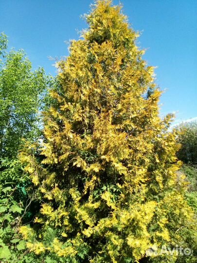 Плодово- ягодные и декоративные саженцы