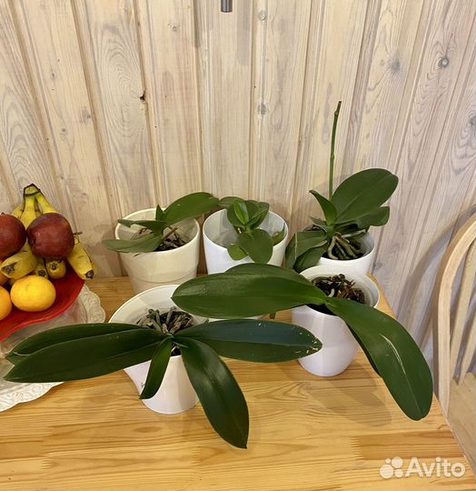 Орхидеи фаленопсис 5 штук