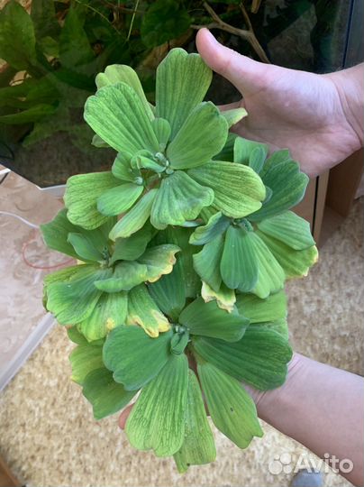 Пистия аквариумное растение