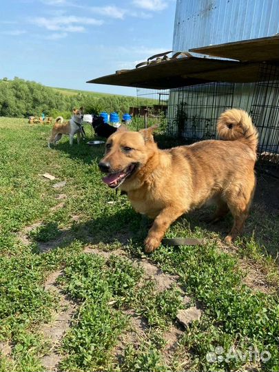 Собачуль милый