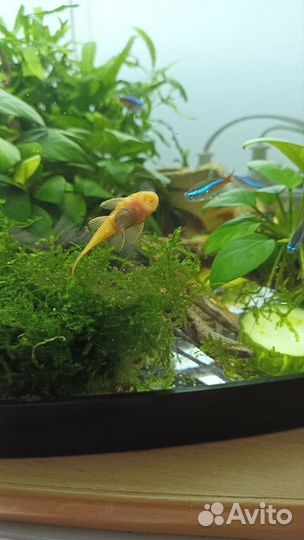 Сомики анциструсы супер рэд