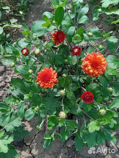 Хризантемы мультифлора