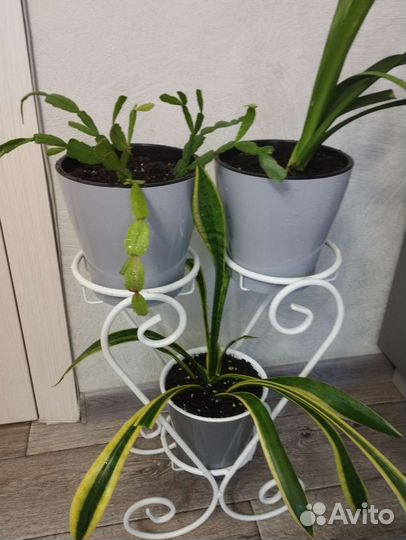 Цветочная композиция