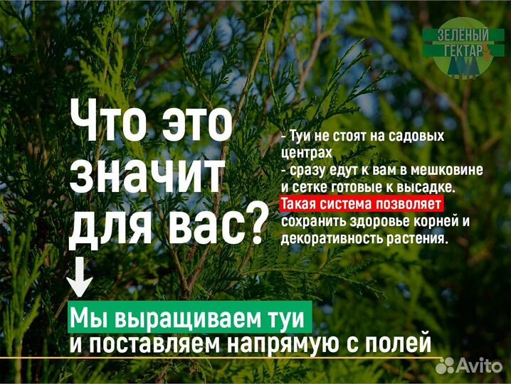 Туя брабант 120 см свежая копка 2023