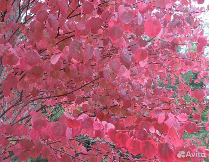 Семена экзотических морозостойких деревьев