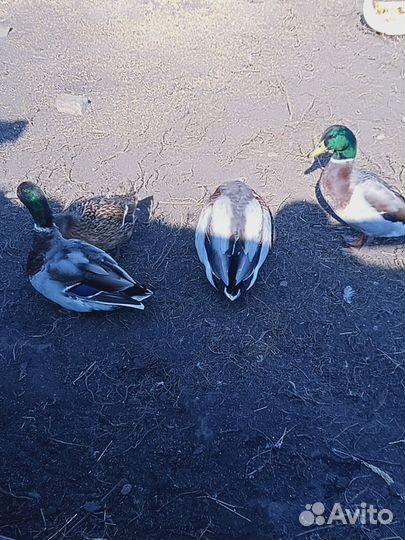 Подсадные утки